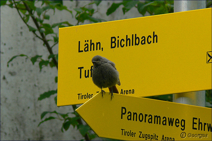 Lermoos , Tyrol Autrichien Lermoos-tyrol31aout09_06