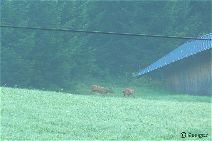 Lermoos , Tyrol Autrichien Lermoos-tyrol31aout09_15